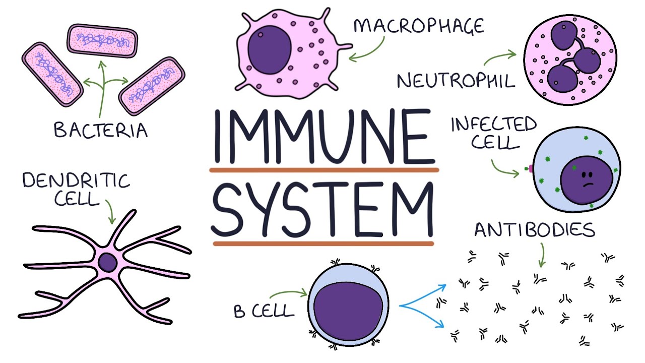 Immune System: An Overview & Explained