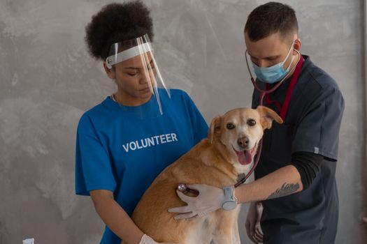 Beyond the Bowl: Unpacking the Unseen Dimensions of Dog Health